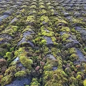 Roof cleaning company in Leicester carrying out safe roof moss removal and soft washing